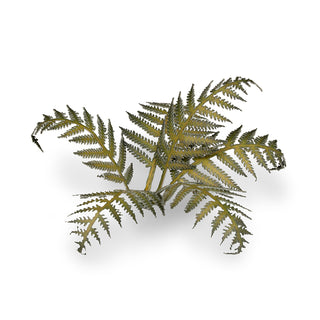 Laser Plants: Bracken