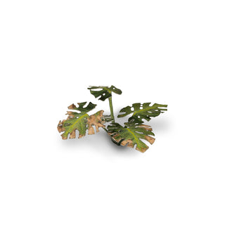 Laser Plants: Monstera