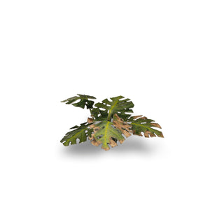 Laser Plants: Monstera